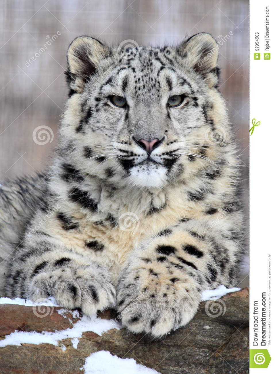 Download snow leopard 10.6.0 free