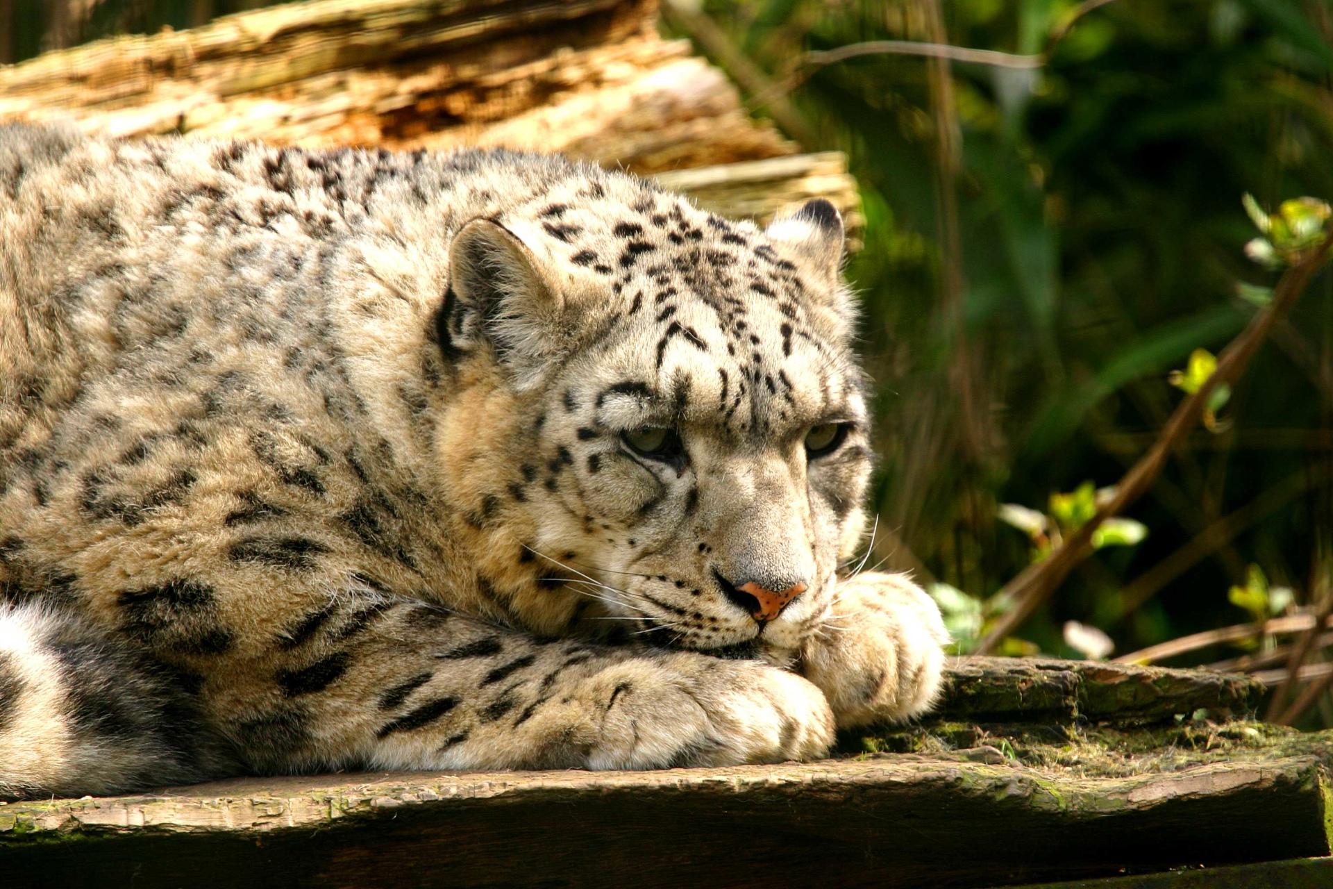 Download snow leopard free full version