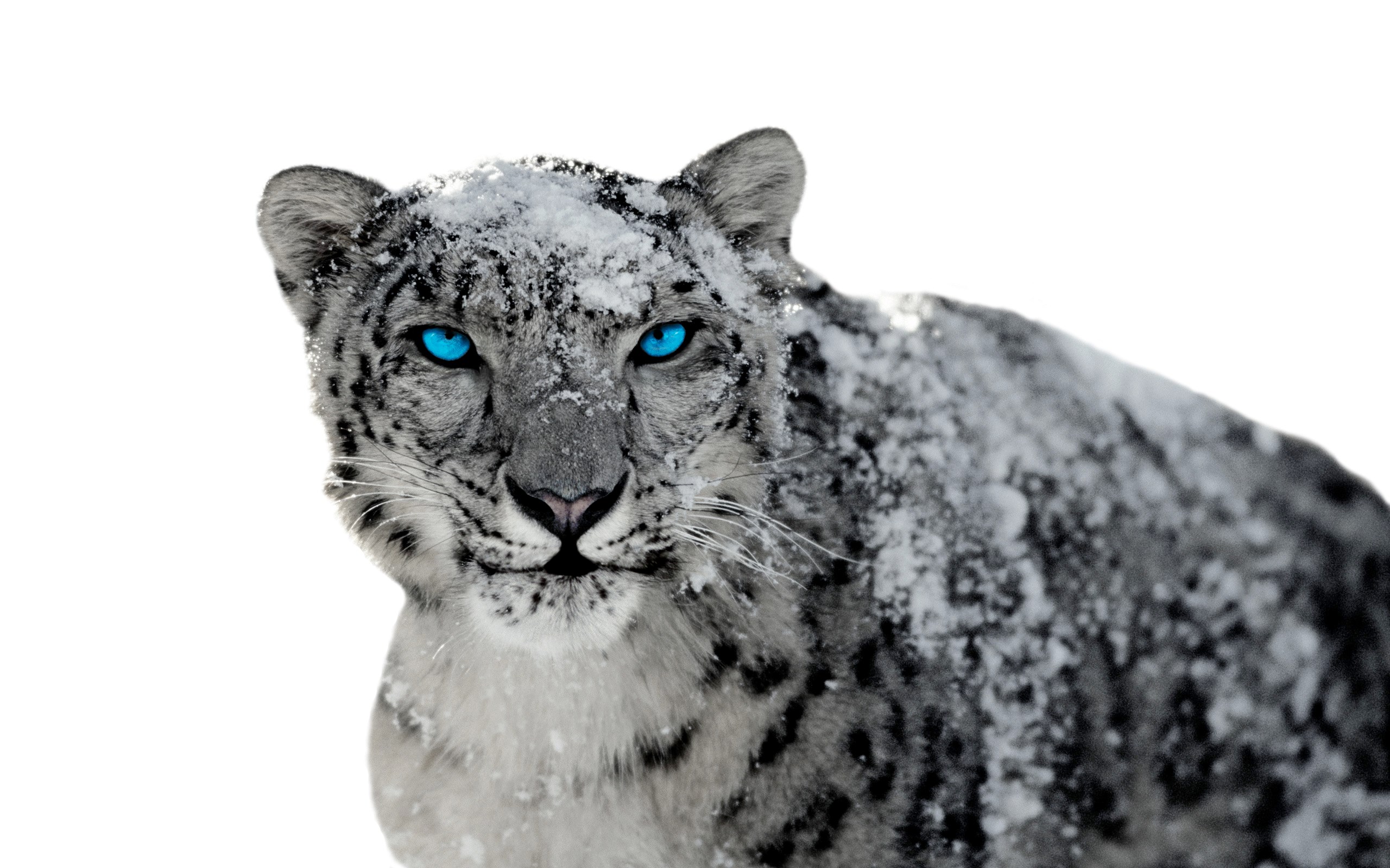 Download snow leopard for free
